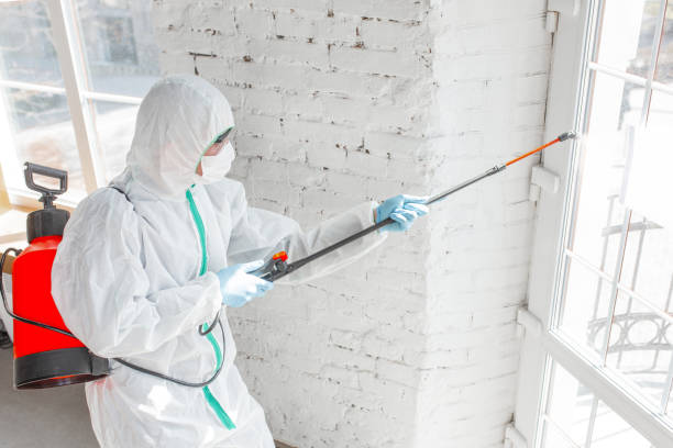 Best Industrial Mold Remediation  in St Leo, FL