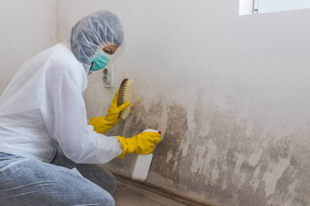 Best Forensic Mold Investigation  in St Leo, FL